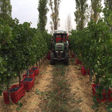 vendemmia sui colli ozzanesi