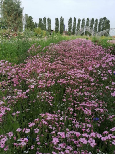 Azienda Val dei Fiori 